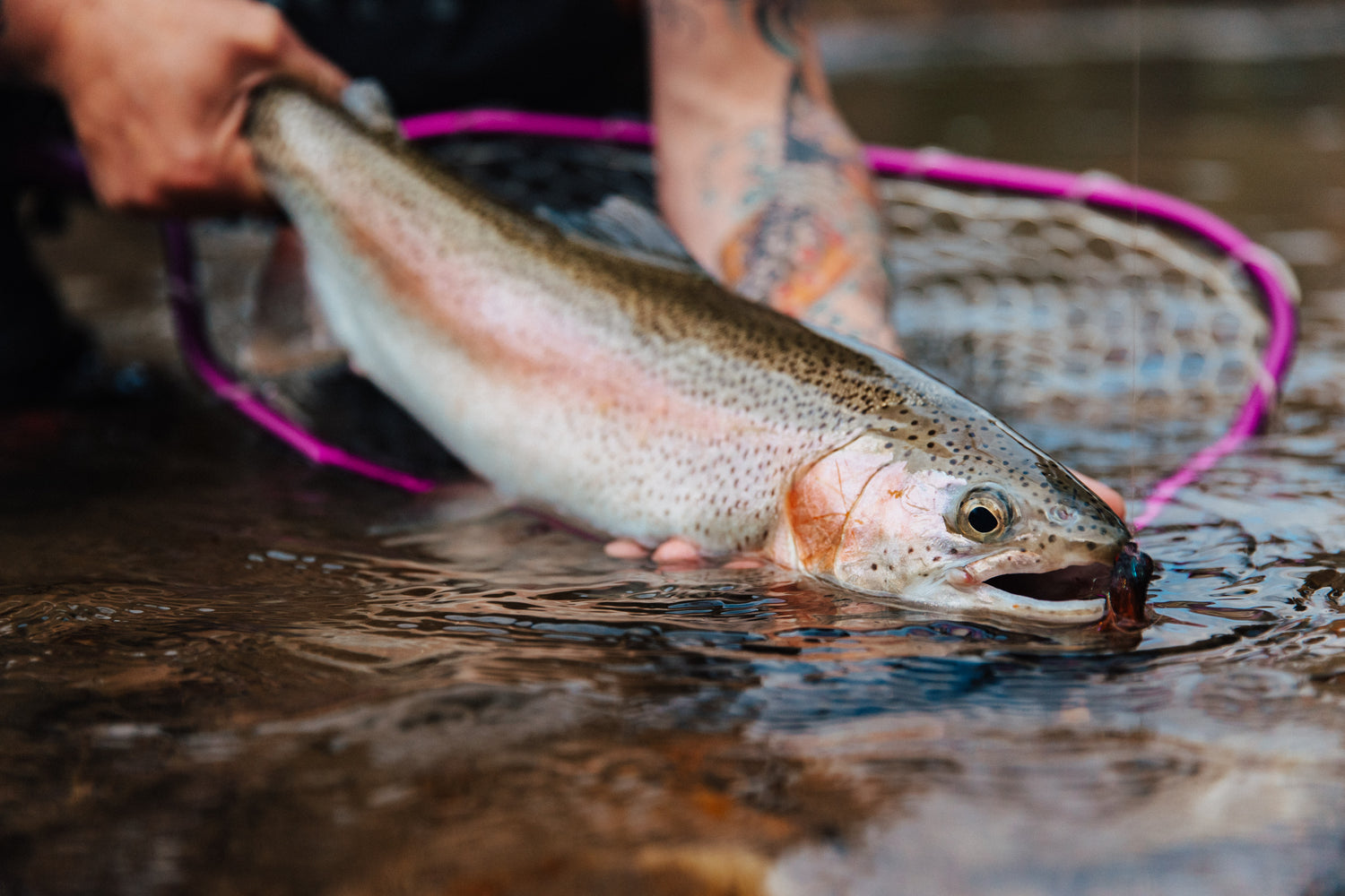 How to handle fish properly