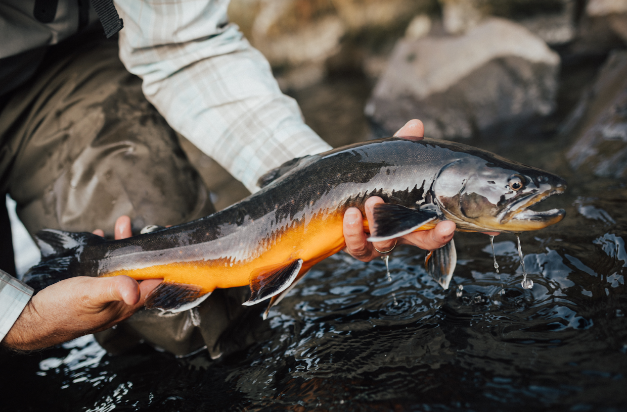 Moonshine: Fly Fishing in Iceland
