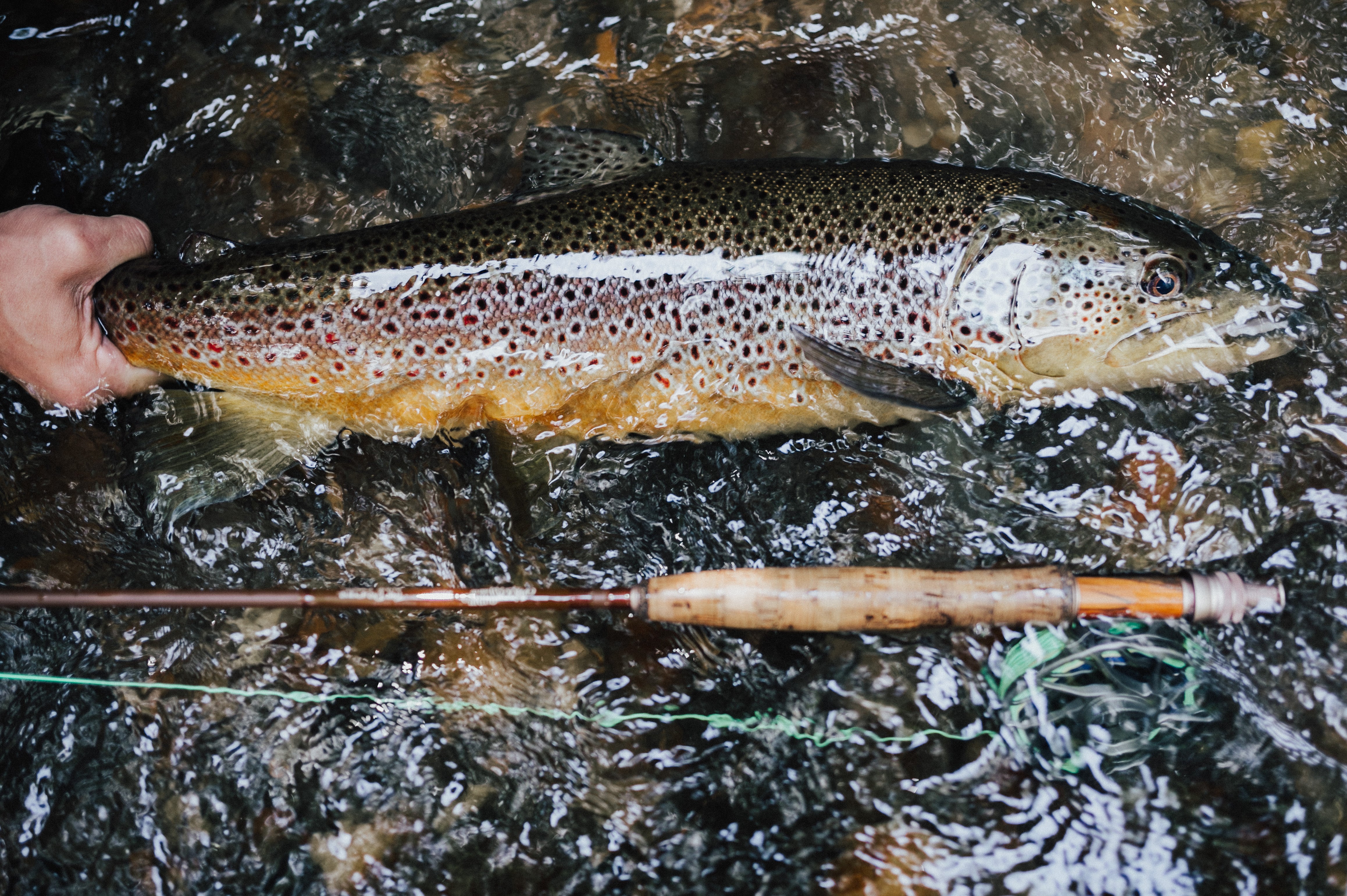 How to Catch Trout: 5 Basic Principles