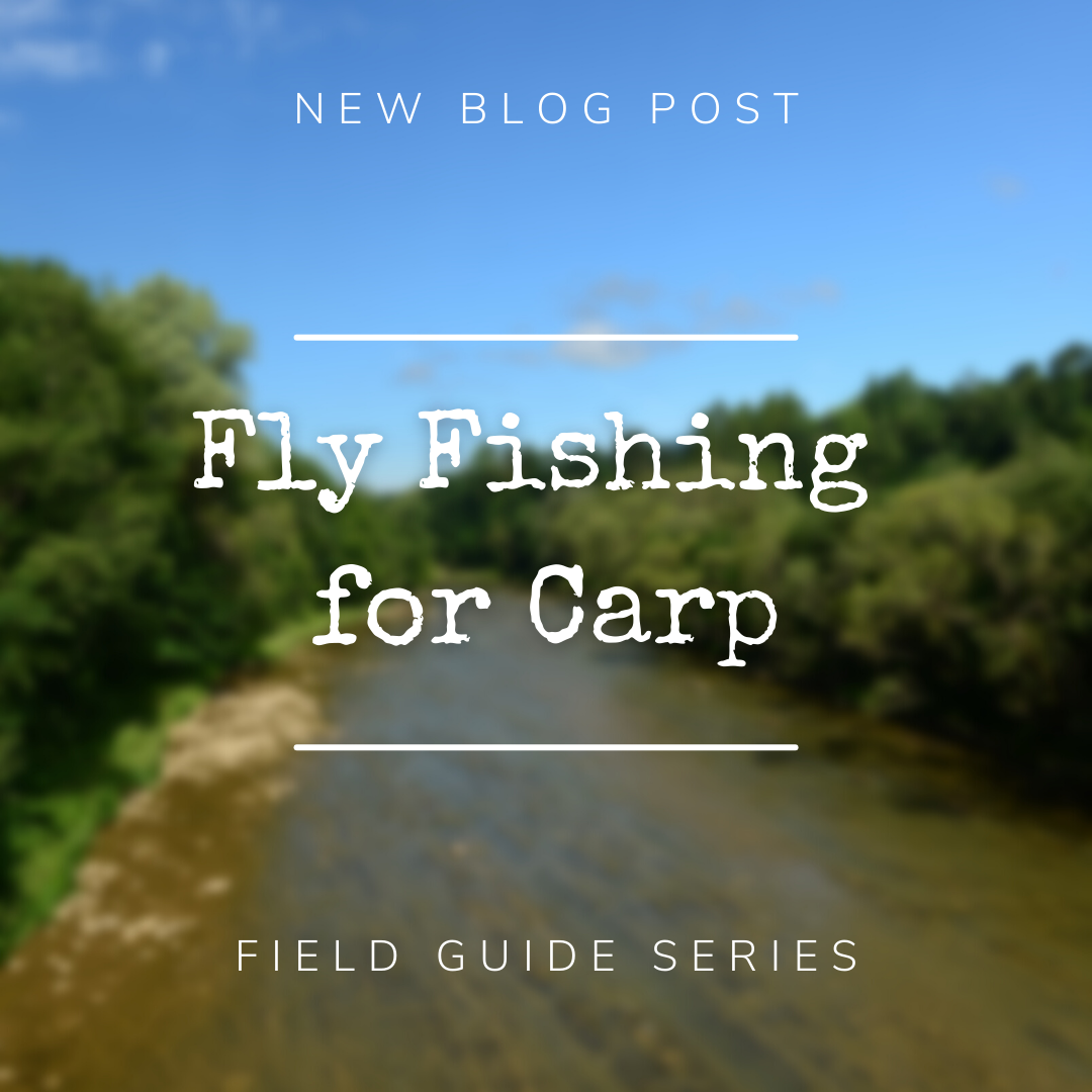 Field Guide Series: Fly Fishing for Carp
