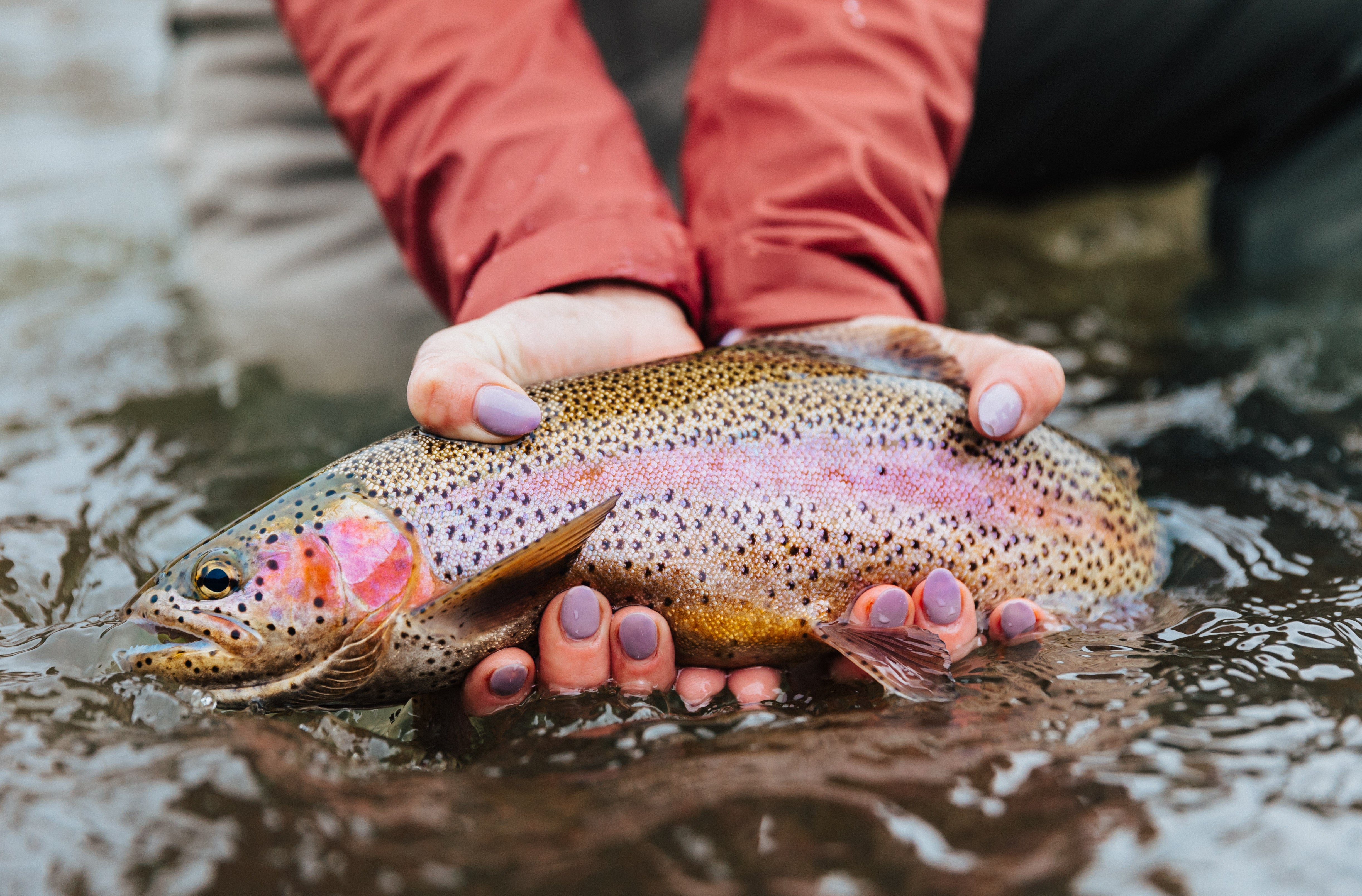 Catch-And-Release: Caring for Trout Before, During, After the Catch